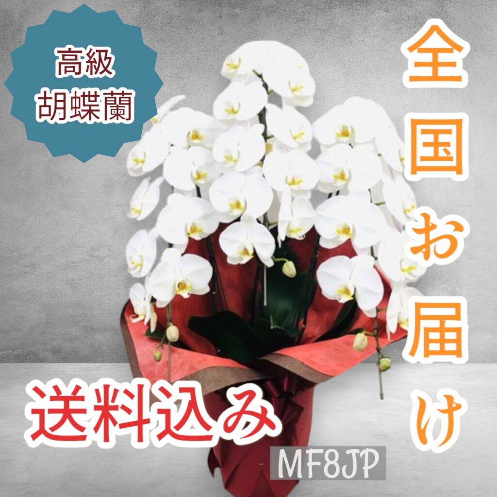 胡蝶蘭/全国発送/全国お届け/開業祝い/開店祝い/移転祝い/会長就任/社長就任/支店長就任